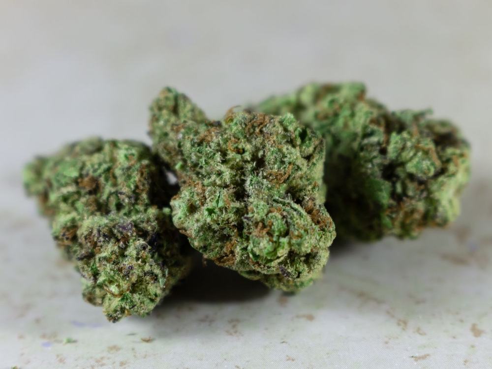 Dried cannabis buds with browned patches on a white surface
