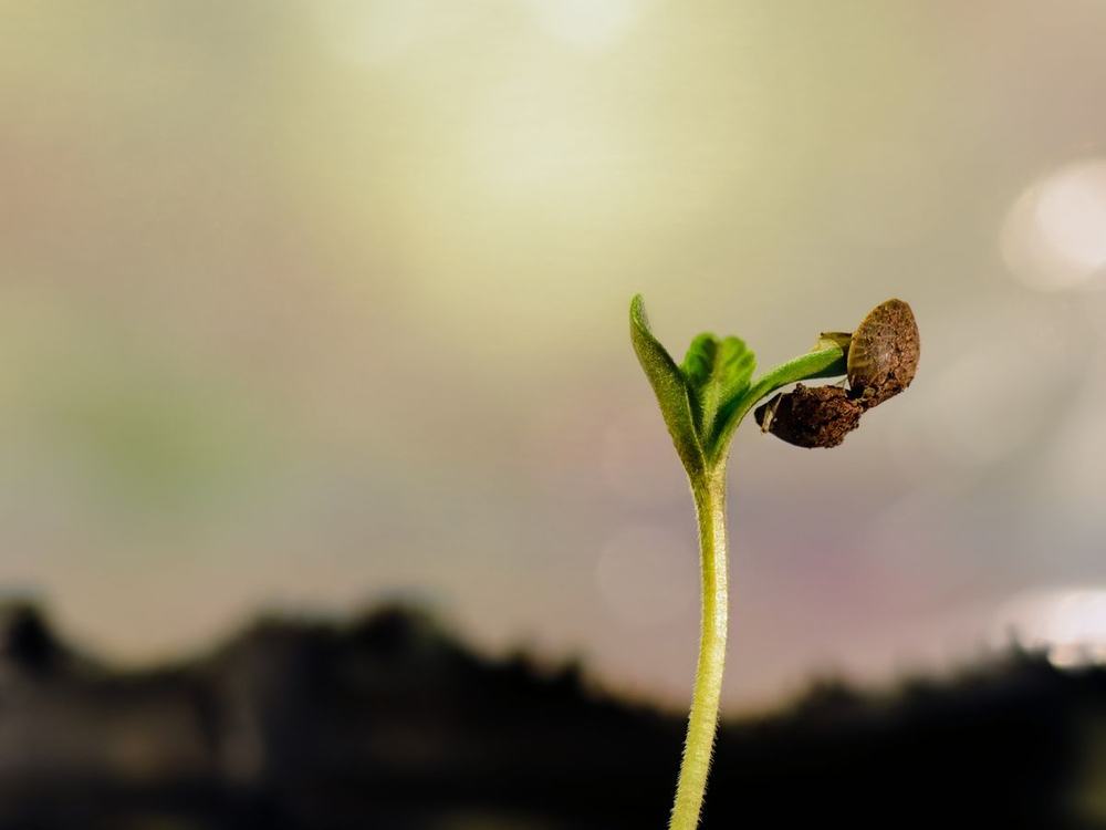 Cannabis seedling pushing up with the seed coat still on the cotyledons