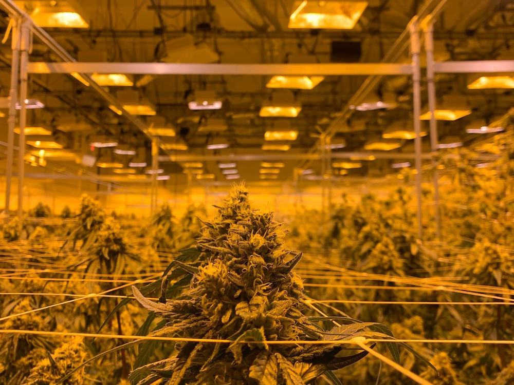 Rows of flowering cannabis plants in an indoor grow under overhead lights