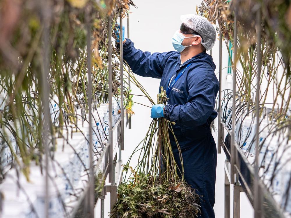 Grower cutting down mature cannabis plants at harvest