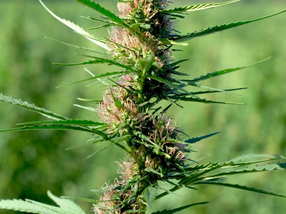 Tall sativa-leaning cannabis plant flowering outdoors in sunlight