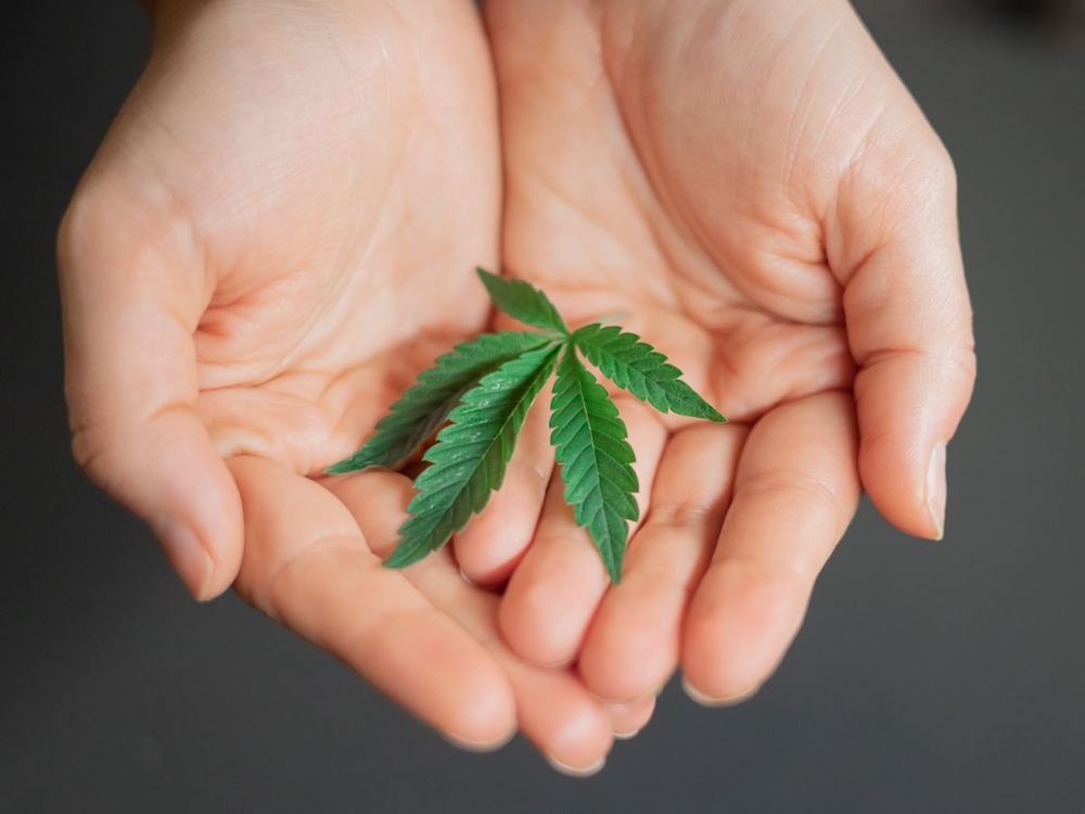 Cupped hands holding a single cannabis leaf for inspection