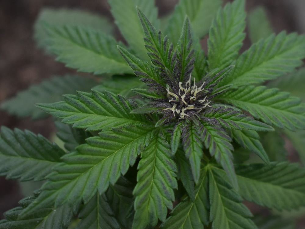 Top-down view of a cannabis plant showing its first flowers at the node