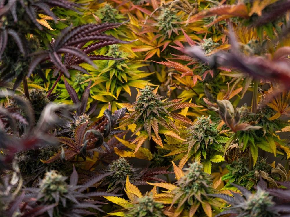 Stressed cannabis plants with yellow, purple and brown leaves