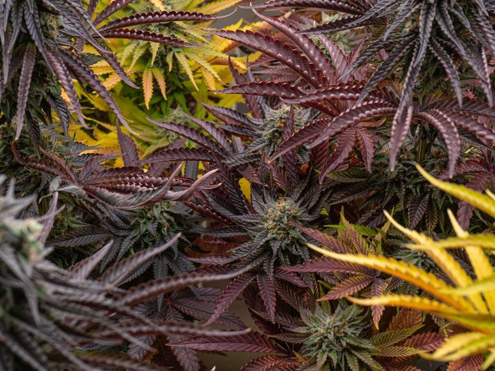 Purple and green cannabis cultivars flowering side by side indoors