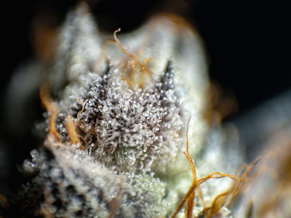 Macro of a cannabis bud covered in frosty trichome heads