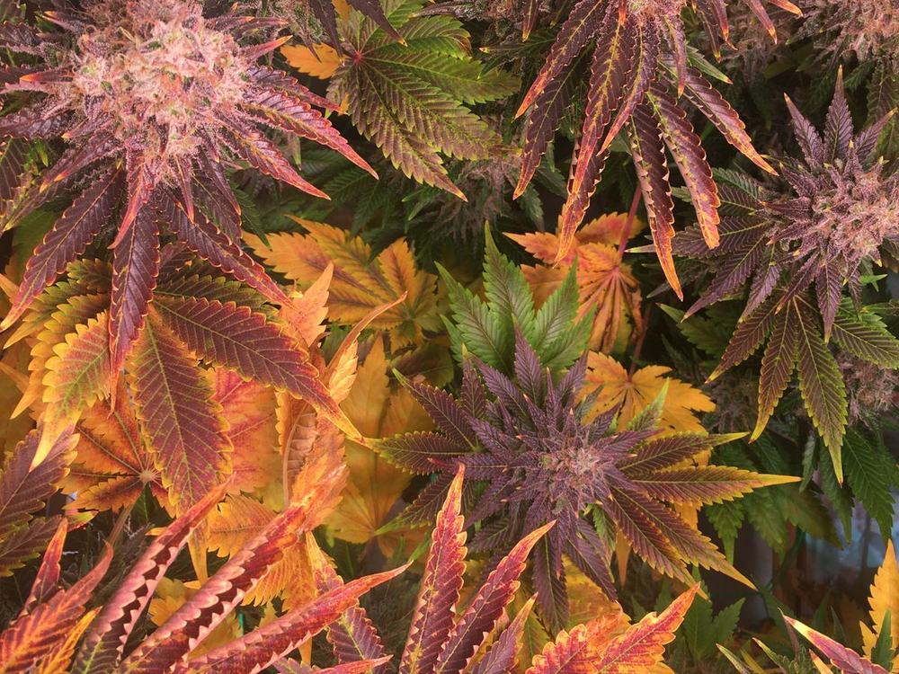 Cannabis fan leaves turning yellow, orange and purple